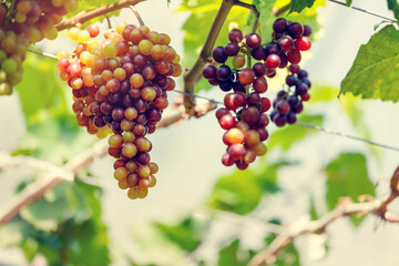 Ripe grapes hanging on vine ready to be harvested at vineyard