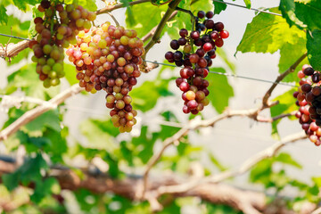 Ripe grapes hanging on vine ready to be harvested at vineyard