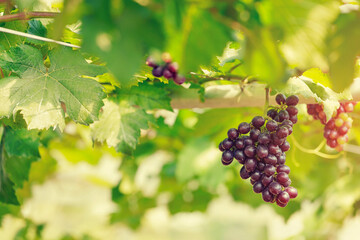 Ripe grapes hanging on vine ready to be harvested at vineyard