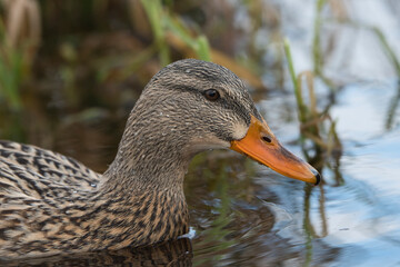 2020-11-19 A PROFILE SHOT OF A FEMALE MALLARD DUCK SWIMMING IN A LAKE