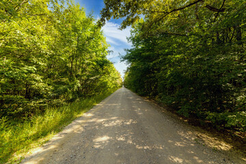 Fototapeta na wymiar A rural dirt road through a forest