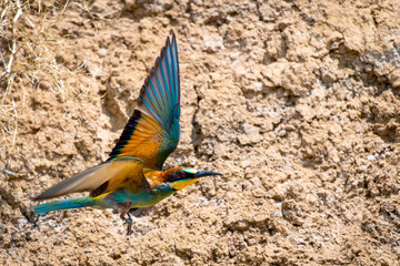 European Bee-eater or Merops apiaster on ground near hole nest