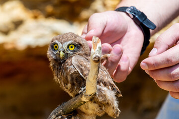 Man's hand touching little owl or Athene noctua