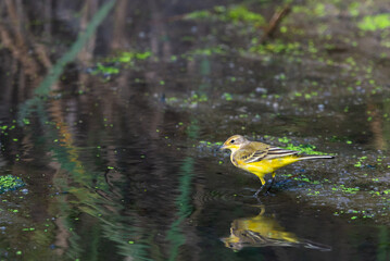Yellow wagtail or Motacilla flava feldegg