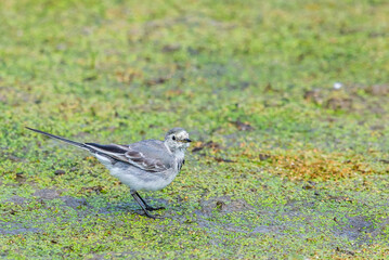 White Wagtail or Motacilla alba. Wagtails is a genus of songbirds. Wagtail is one of the most useful birds. It kills mosquitoes and flies, which deftly chases in the air