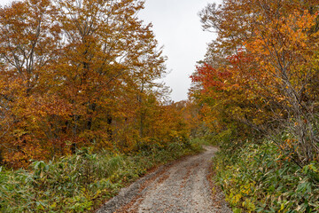 View of mountain path in autumn foliage season.