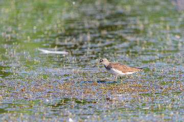 Wild Wood pigeon or Columba palumbus in water of pond