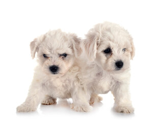 Bichons Frise in studio