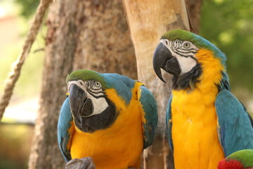 Photos taking in Monte Casino Bird Park, Fourways.