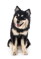 Finnish Lapphund in studio