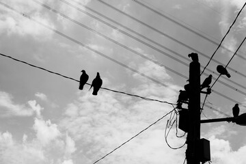 Black and white silhouette of birds perching on wires and electric poles.