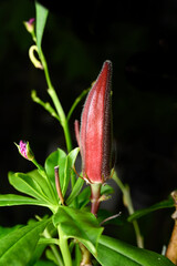 Red okra on black background