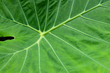 Green Leaf of tropical