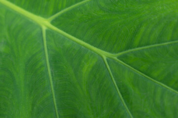 Green Leaf of tropical