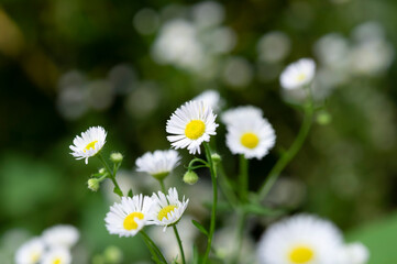 White daisies combined
