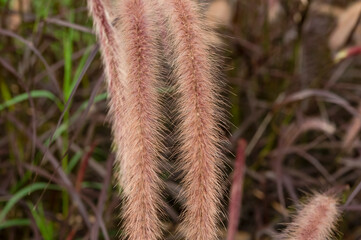Pennisetum pedicellatum Trin..