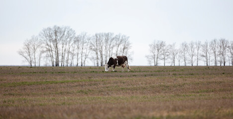 Distant side shot of a lone black-and-white cow in the field. Trees and grey sky are blurred in the background. Late autumn time. Panoramic. shot. Altai Krai, Siberia, Russia