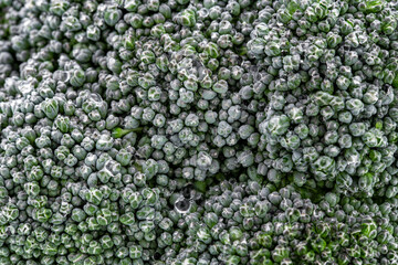 Close up raw broccoli green fresh vegetable broccoli. top view.