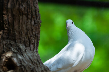 White Dove on green Bokeh and Freedom Concept and international day of peace
