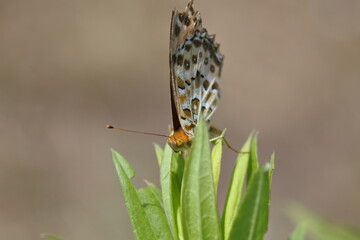 Indian fritillary with closed wings is on the grass leaves.