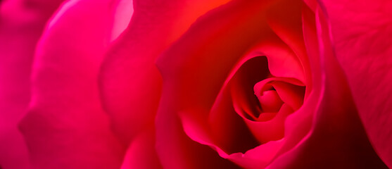 Botanical concept, invitation card - Soft focus, abstract floral background, red rose flower. Macro flowers backdrop for holiday brand design