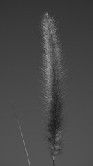 photo of artistic grass flower in the gray background