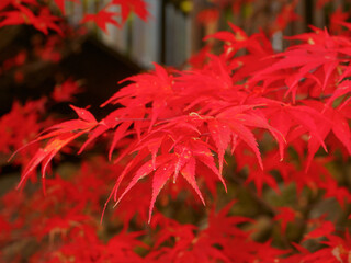 Red Japanese maple leaves (Tochigi, Japan)