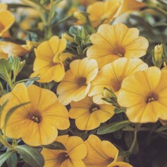 photo of artistic yellow petunia in the garden