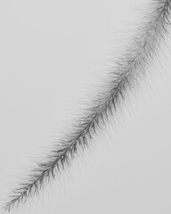 photo of artistic grass flower in the white background