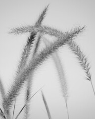 photo of artistic grass flowers in the white background