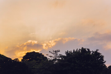 Fototapeta na wymiar Trees and evening sky.