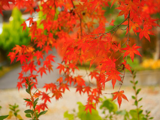 Red Japanese maple leaves (Tochigi, Japan)