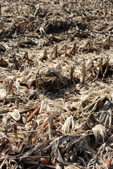 Cut corn field on a sunny autumn day. Agricultural corn field 