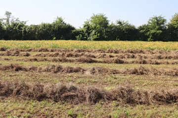 Cut hay in rows in the field on a sunny summer day. Harvested meadow in the northern Italy