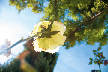 Obraz premium flowers in the forest