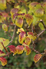 Forsythia bush with yellow and red leaves in the garden on autumn season on a sunny day