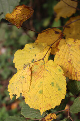 Close-up of yellow and brown hazelnut leaves  on branch on autumn season. Corylus avellana tree 