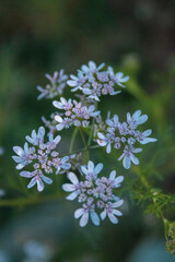 Fototapeta premium flowers in the garden
