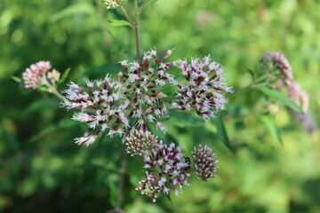 Wild pink flowers of Hemp-agrimony. Eupatorium cannabinum plant in bloom