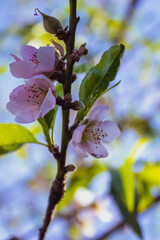 cherry tree branch