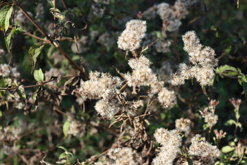 Faded pink flowers of Hemp-agrimony. Eupatorium cannabinum plant in bloom
