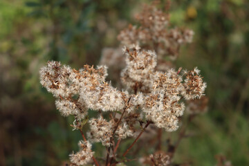 Faded pink flowers of Hemp-agrimony. Eupatorium cannabinum plant in bloom