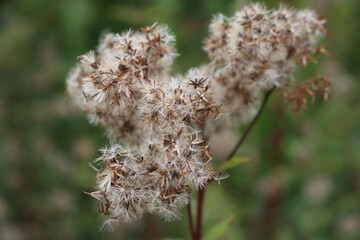 Faded pink flowers of Hemp-agrimony. Eupatorium cannabinum plant in bloom