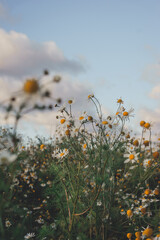 Romantic landscape: a field with daisies against the background of an autumn forest and a blue sky