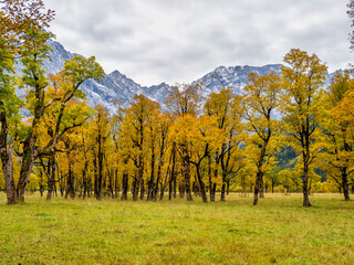 Maple trees at Ahornboden, Karwendel mountains, Tyrol, Austria