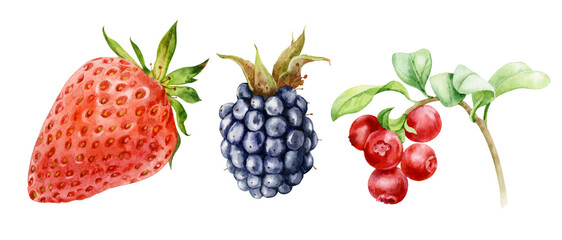 Watercolor illustration. A set of strawberries, blackberries, and lingonberries drawn in watercolor on an isolated background.