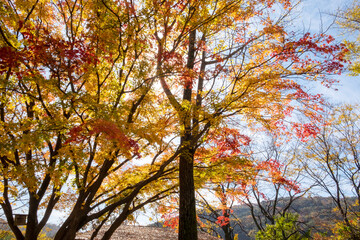 autumn trees in the park