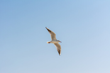 Fototapeta na wymiar A common white seagull (Larus canus) flying against blue sky over the Jumeirah beach in the city of Dubai, United Arab Emirates