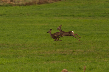 Deer couple, mother with son running across a forest meadow