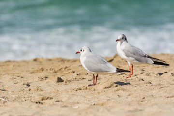 A loving couple of common white seagulls (Larus canus) standing on the sand Jumeirah beach in the city of Dubai, United Arab Emirates